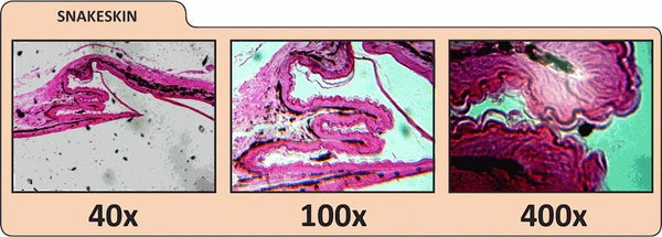 CELESTRON LCD Digital Microscope II - 4