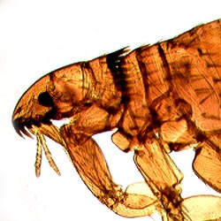 WALTER SMALL ORGANISMS PREPARED SLIDE SETS - 1