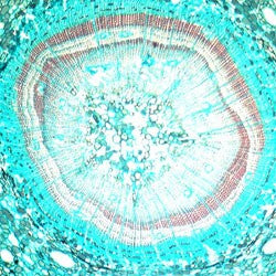 B17108_large