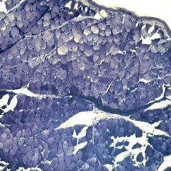 WALTER BASIC ZOOLOGY PREPARED SLIDE SET - 1