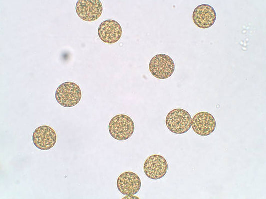 WALTER POLLEN & SPORES PREPARED SLIDE SET