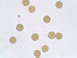WALTER POLLEN & SPORES PREPARED SLIDE SET