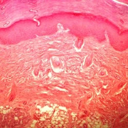 WALTER HUMAN PHYSIOLOGY PREPARED SLIDE SET